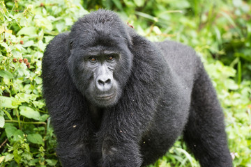 Adult mountain gorilla in the Bwindi Impenetrable National Park in Uganda