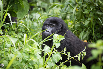 Baby mountain gorilla in rich vegetation in the Bwindi Impenetrable National Park in Uganda