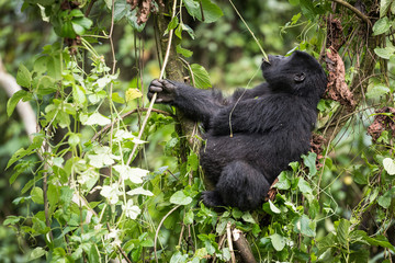 Baby mountain gorilla sitting in a tree and eating liana in the Bwindi Impenetrable National Park in Uganda