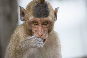 可愛いサル