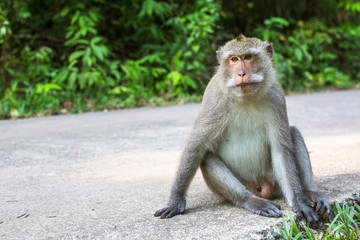 Wild monkey sitting on a road.