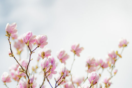 flower pink magnolia 