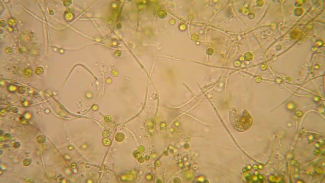 Microscopic view of organisms in the fusty water with rotten vegetation. Euglena Viridis