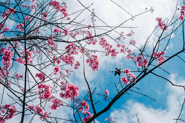 Royalty high quality free stock image of cherry blossom sakura (Prunus Cesacoides, Wild Himalayan Cherry) in springtime. Cherry blossom sakura (Prunus Cesacoides, Wild Himalayan Cherry) is very beauty