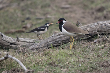 red-wattled lapwing which stands on a swampy shore near a small pond on a winter day