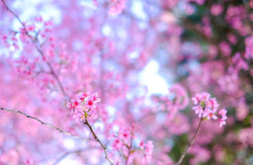 Fototapeta premium Royalty high quality free stock image of cherry blossom sakura (Prunus Cesacoides, Wild Himalayan Cherry) in springtime. Cherry blossom sakura (Prunus Cesacoides, Wild Himalayan Cherry) is very beauty