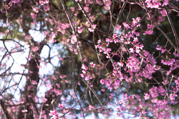Royalty high quality free stock image of cherry blossom sakura (Prunus Cesacoides, Wild Himalayan Cherry) in springtime. Cherry blossom sakura (Prunus Cesacoides, Wild Himalayan Cherry) is very beauty