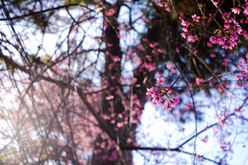 Royalty high quality free stock footage of cherry blossom sakura  (Prunus Cesacoides) in spring time.Mai Anh Dao is symbol flower in Da Lat which blooms in the first months welcome spring