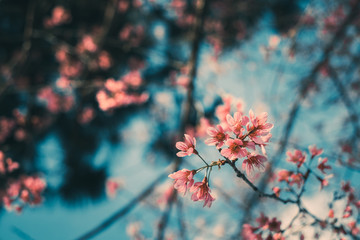 Royalty high quality free stock footage of cherry blossom sakura  (Prunus Cesacoides) in spring...