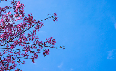 Royalty high quality free stock footage of cherry blossom sakura  (Prunus Cesacoides) in spring time.Mai Anh Dao is symbol flower in Da Lat which blooms in the first months welcome spring