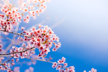 Royalty high quality free stock footage of cherry blossom sakura  (Prunus Cesacoides) in spring...