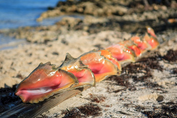 A lineup of colorful conch shells on a beach in the Exumas Island Chain in the Bahamas.