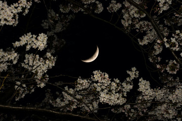 夜桜  三日月


