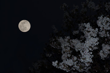 夜桜　満月

