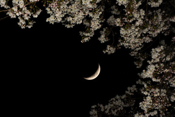 夜桜  三日月       © tamayura39