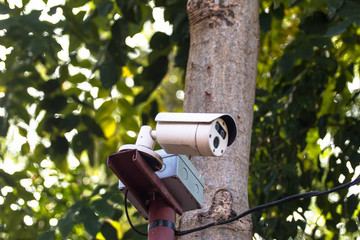 CCTV on tree concept security