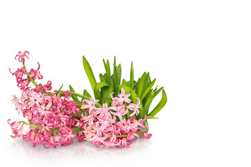 Hyacinth flower over white background