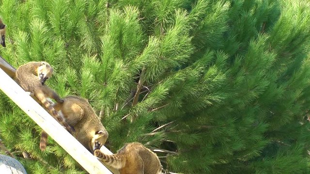 Coati Animal in Zoo in Nature