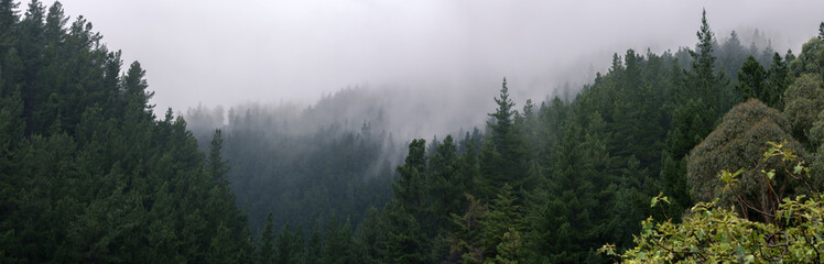 Clouds flowing through the pine trees