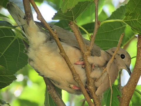 rolinha na &aacute;rvore.