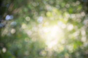 bokeh caused by sunlight shining through the trees, showing beautiful bokeh effect, good for using as background