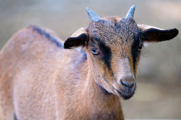 a young male goat