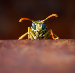 extreme macro close up of a hornet on a metal rail of a bridge on a hot summer day at sunset with warm lighting