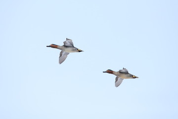 Fototapeta premium コガモ Eurasian teal