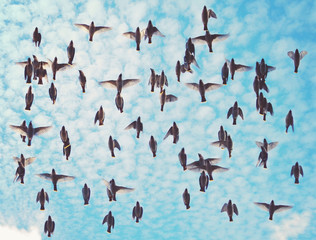group of bohemian waxwings fly under a beautiful blue cloud filled sky on a warm summer day toned with a retro vintage instagram filter