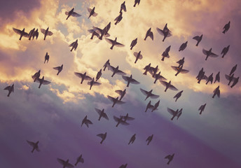 group of bohemian waxwings fly under a beautiful cloud filled sky on a warm summer day toned with a...