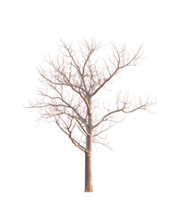 Dry tree isolated on white background