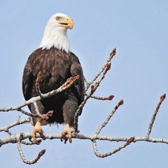 majestic adult bald eagle sitting in a tree along a river during winter mating season