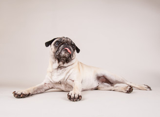 cute pug puppy with her tongue hanging out in the studio isolated on a white background