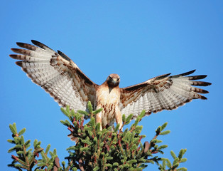 red tail hawk stretching its wings out on a branch out in nature on a hot summer day