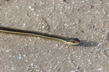 garter snake close up helps to identify non poisonous snakes
