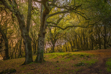 Fototapeta premium vecchio bosco