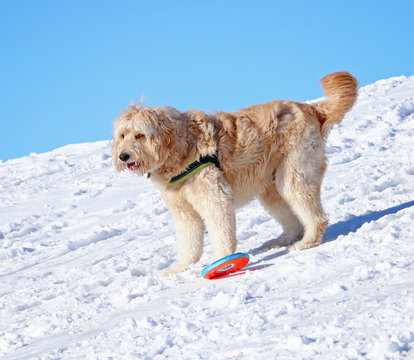 golden doodle playing with a toy on a hill top on a sunny winter day