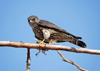 beautiful merlin falcon sitting on a branch eating a small bird it caught for lunch