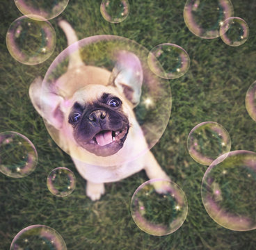 cute chihuahua pug mix puppy playing outside in fresh green grass with soap bubbles toned with a retro vintage instagram filter