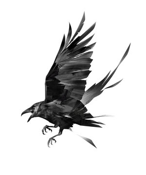 painted flying bird of a raven on a white background