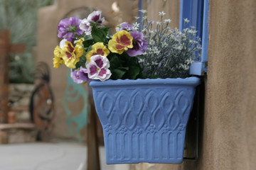 The flowers in the bright blue box.
