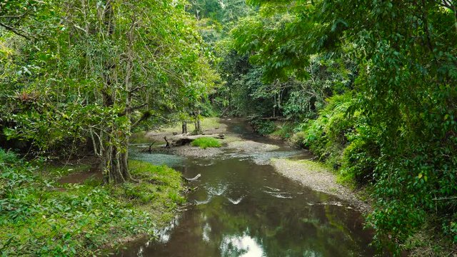 Jungle landscape with flowing river at deep tropical rain forest. Khao Yai National Park, Thailand. Stock footage shot at winter season time.