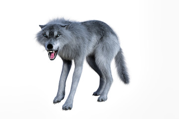 3D rendering of a white wolf isolated on white background