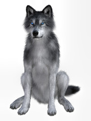 3D rendering of a white wolf isolated on white background