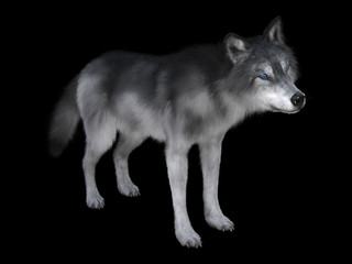 3D rendering of a white wolf isolated on white background
