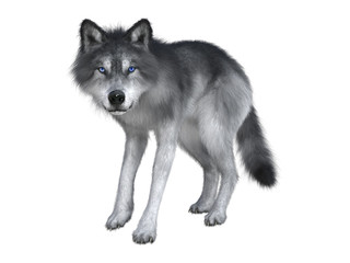 3D rendering of a white wolf isolated on white background