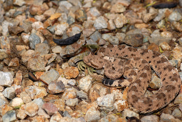 Crotalus cerastes cercobombus