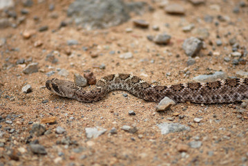 Crotalus atrox