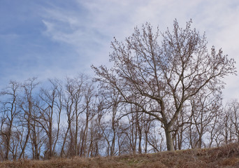 Looking up at bare winter trees at the top of a hill under blue and white cloudy winter skies
