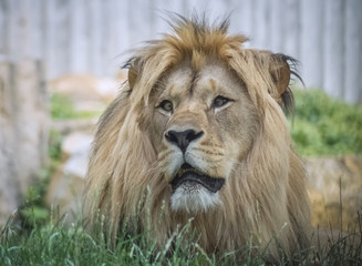 L&ouml;we Portr&auml;t